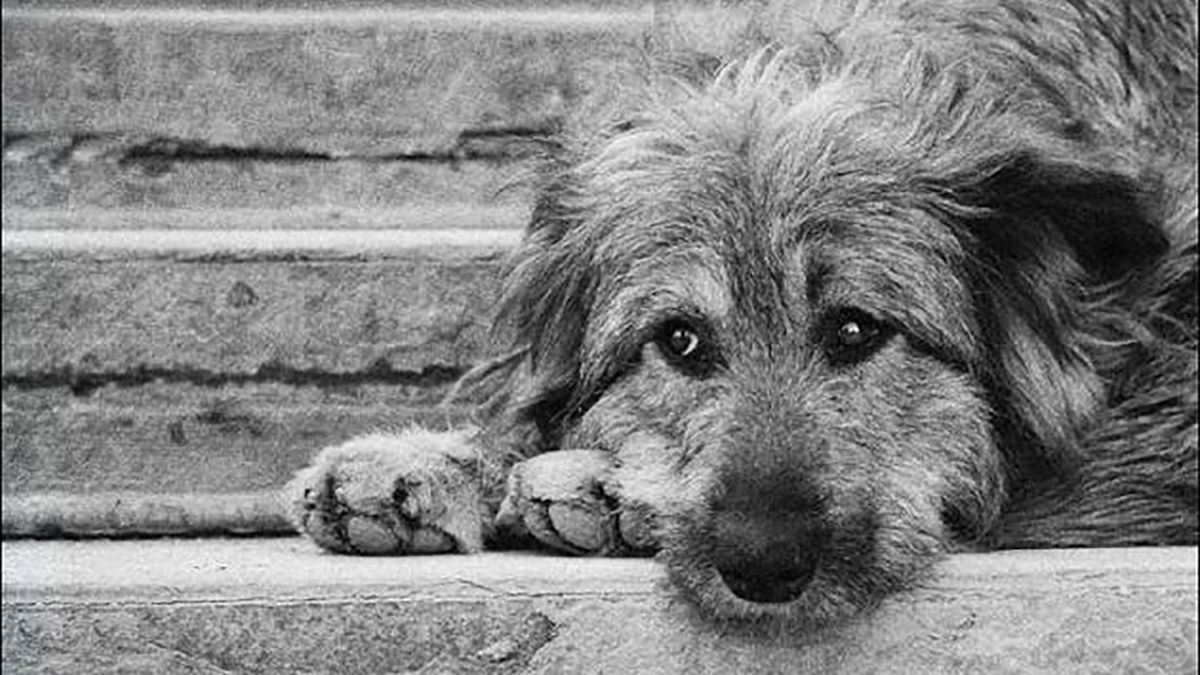 Чоловік жорстоко побив безпритульного собаку у Києві: деталі кримінальної справи