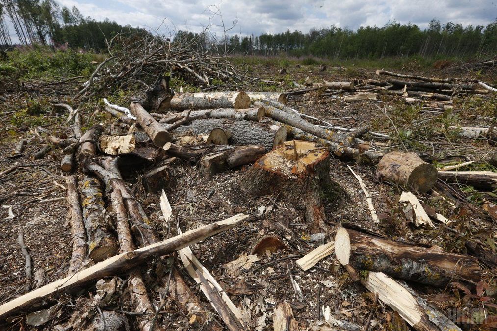 Хто та як вбиває українські ліси