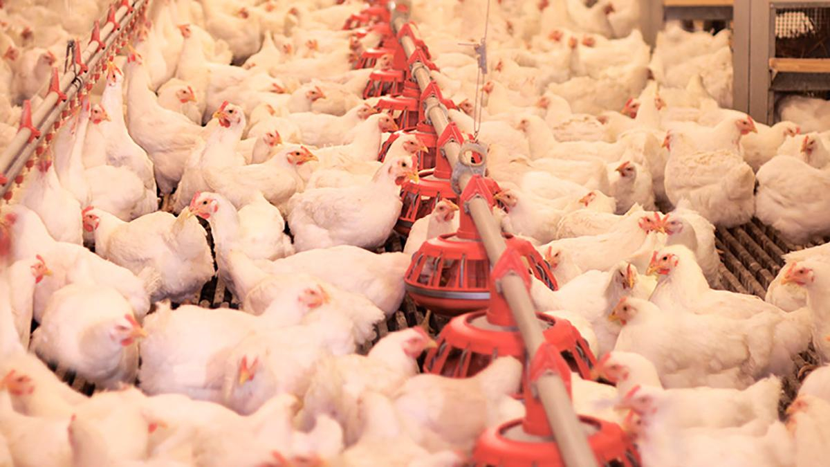 И снова рекорд: Украина экспортировала огромный объем птицы