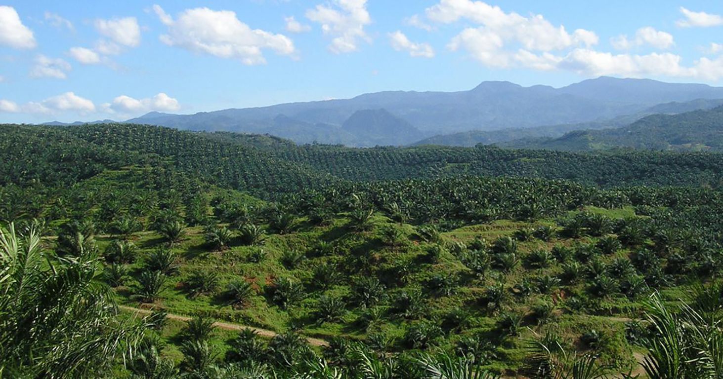 Євросоюз планує відмовитися від використання пальмової олії