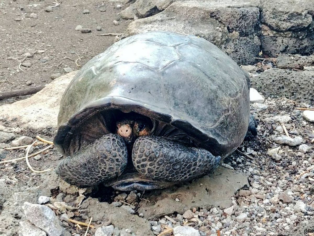 Вчені знайшли черепаху, вид якої зник 100 років тому: милі фото