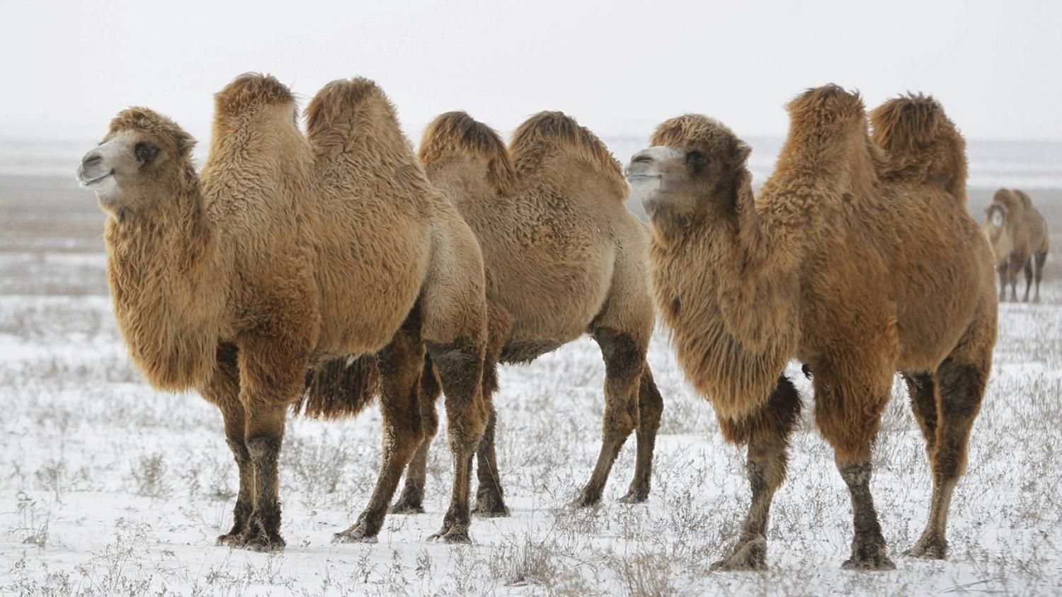 В России шаманы провели ужасный обряд, спалив пять верблюдов: видео 18+ В России шаманы провели ужасный обряд, спалив пять верблюдов: видео 18+