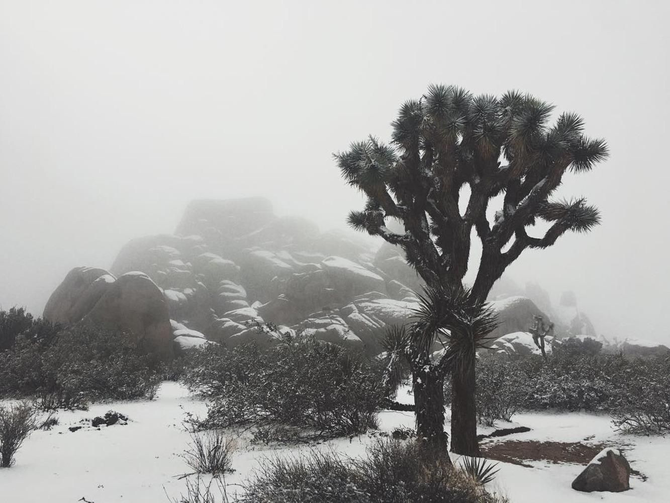 Каліфорнію раптово засипало снігом: вражаючі фото та відео Каліфорнію раптово засипало снігом: вражаючі фото та відео