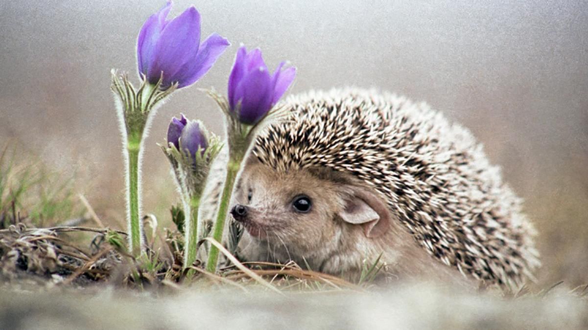 Погода 24 лютого 2019 Україна - прогноз погоди від синоптика Погода 24 лютого 2019 Україна - прогноз погоди від синоптика