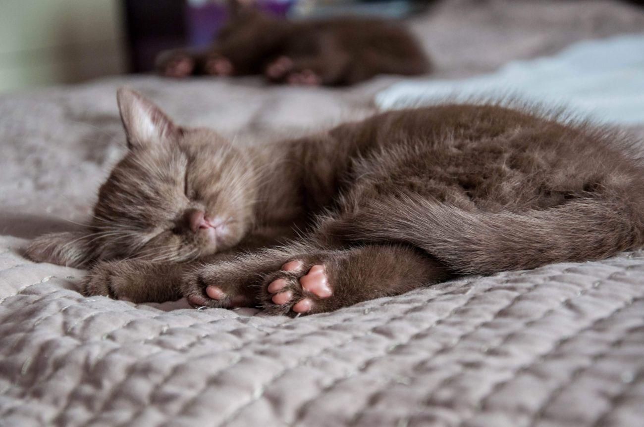 Искусственный интеллект создает фото котов: выглядят они жутко Искусственный интеллект создает фото котов: выглядят они жутко