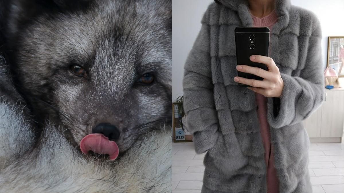 Скільки тварин щороку вбивають заради хутра в Україні: жахливі цифри Скільки тварин щороку вбивають заради хутра в Україні: жахливі цифри