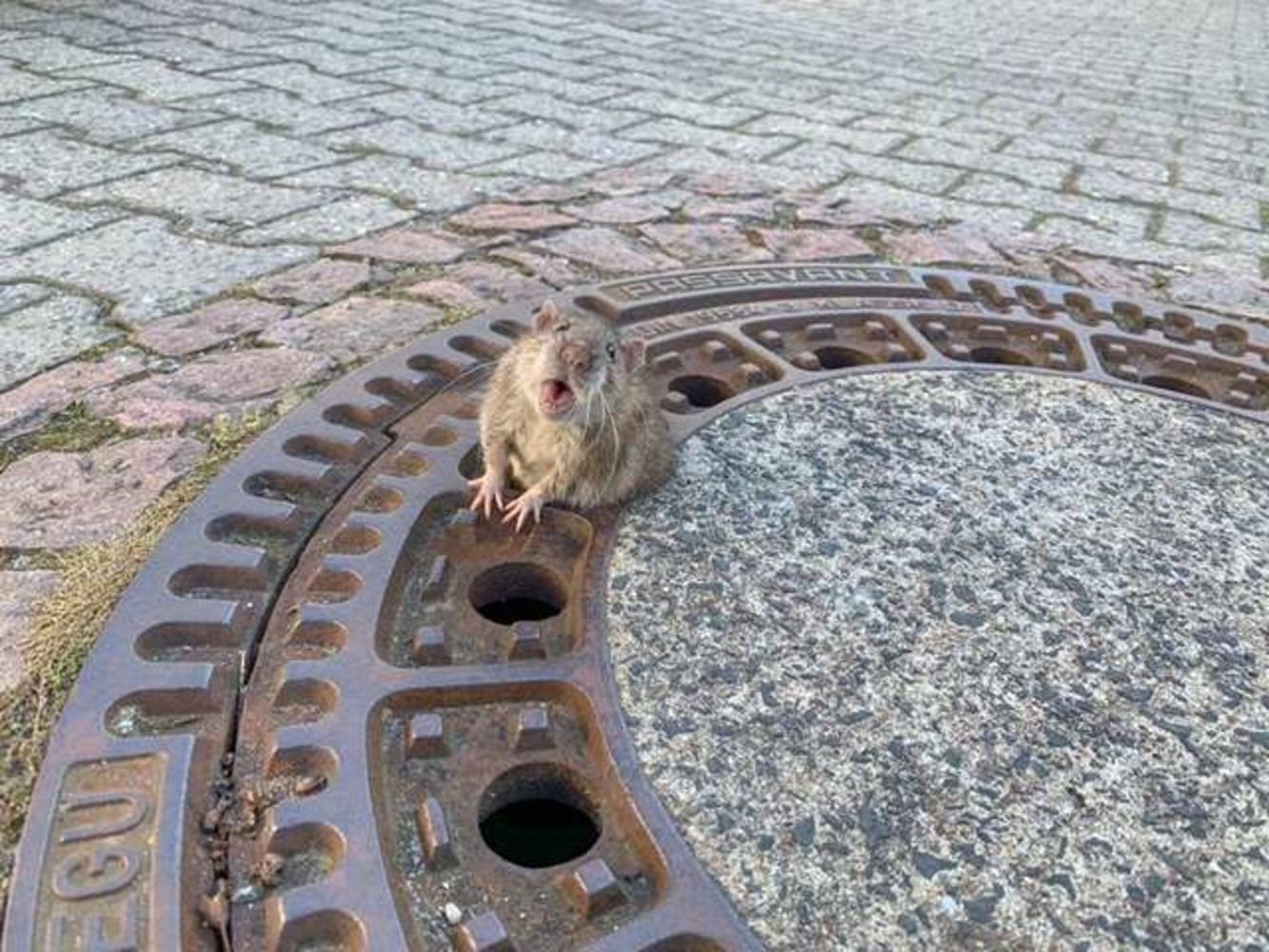 Немецкие пожарные спасли крысу, которая застряла в канализационном люке: трогательное видео