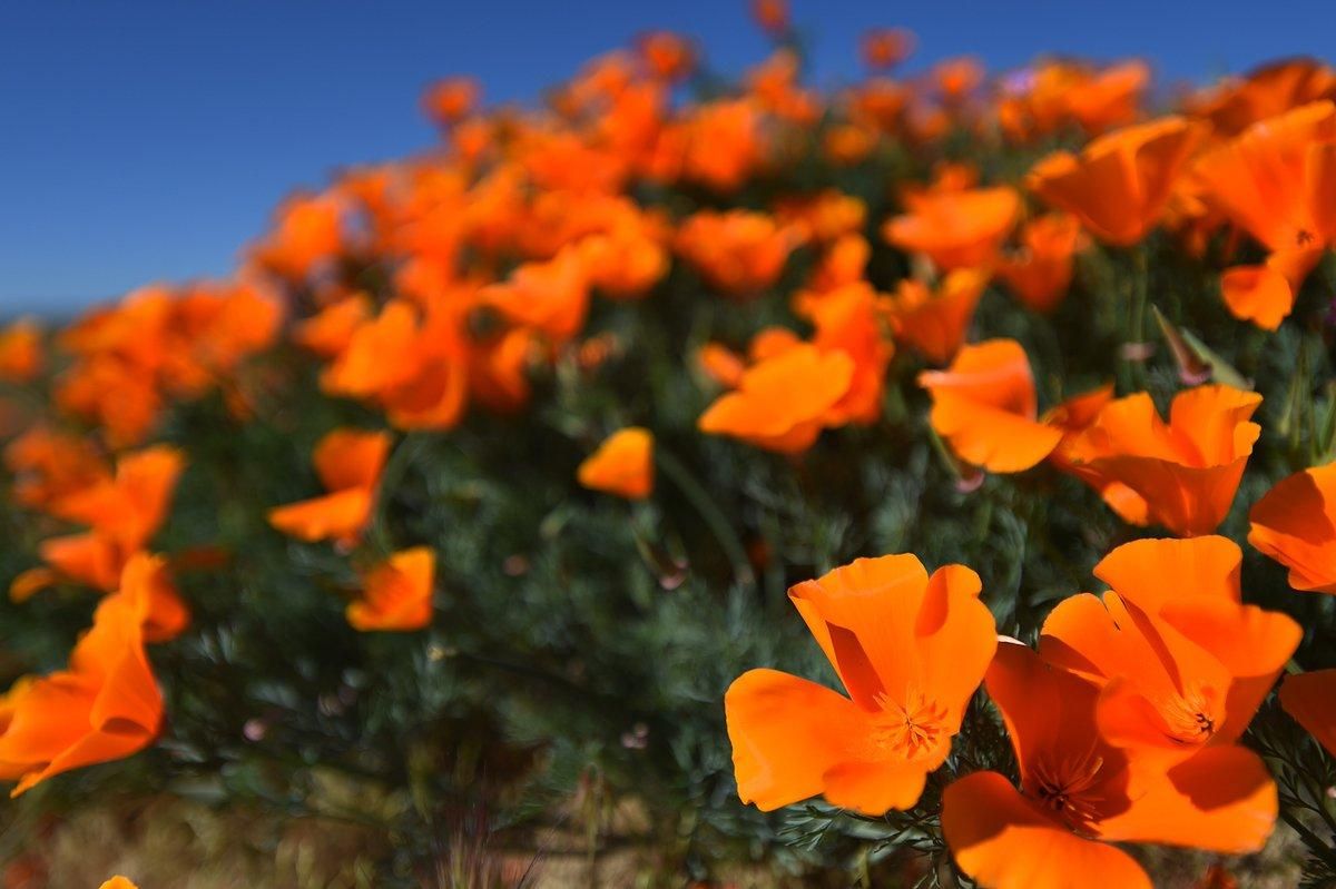 В Калифорнии расцвели тысячи ярких маков: завораживающие фото В Калифорнии расцвели тысячи ярких маков: завораживающие фото