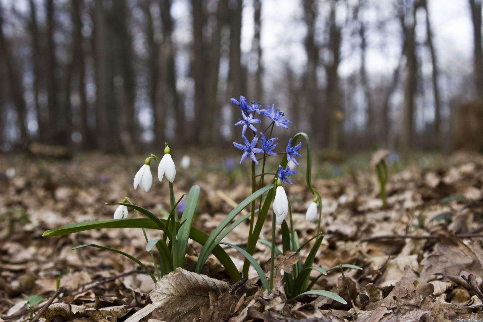 Погода 3 березня 2019 Україна - прогноз погоди від синоптика Погода 3 березня 2019 Україна - прогноз погоди від синоптика