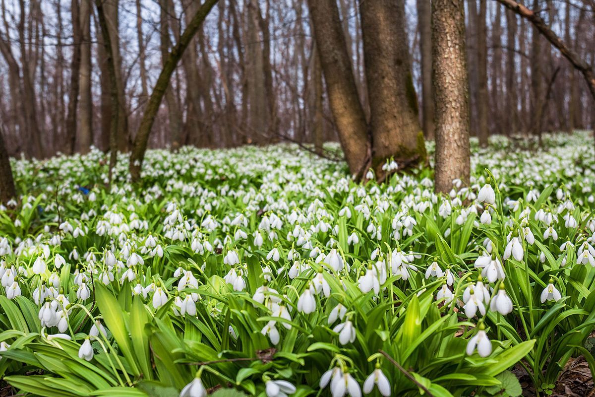 Погода 4 марта 2019 Украина - прогноз погоды от синоптика Погода 4 марта 2019 Украина - прогноз погоды от синоптика