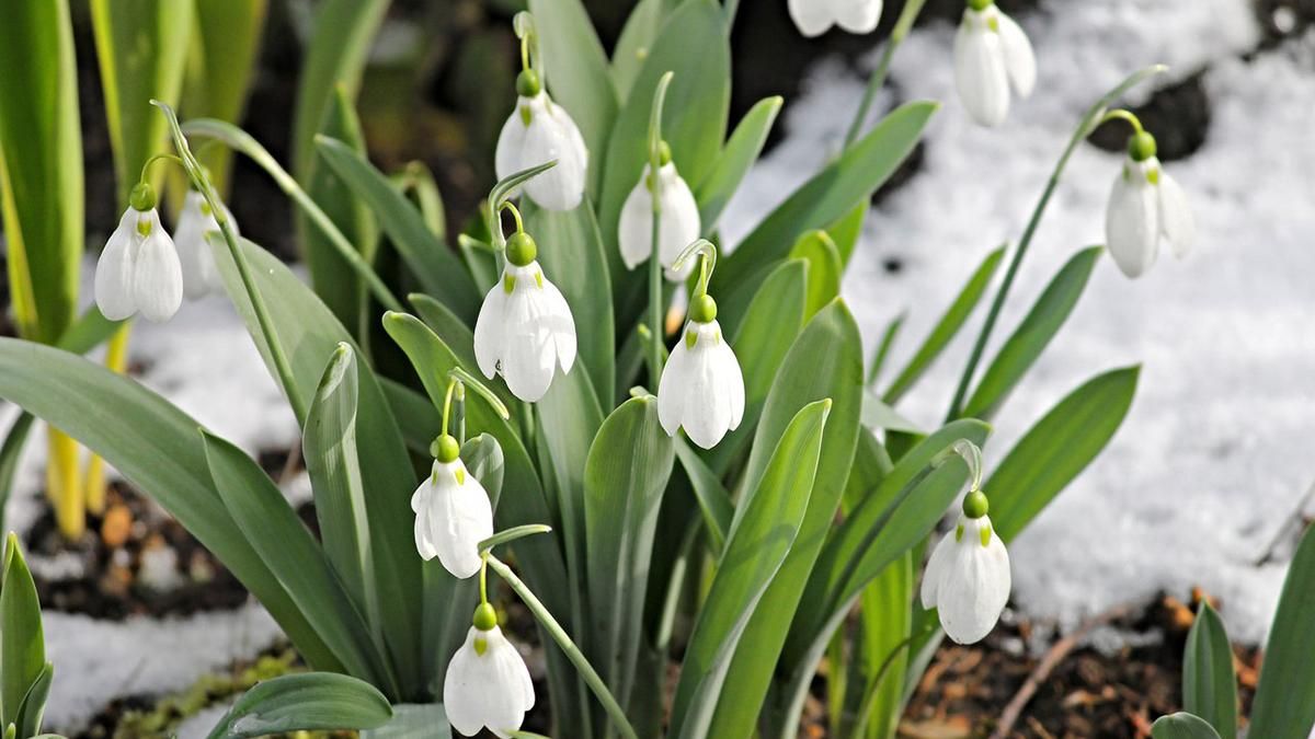 Погода 2 березня 2019 Україна - яку погоду обіцяє синоптик Погода 2 березня 2019 Україна - яку погоду обіцяє синоптик