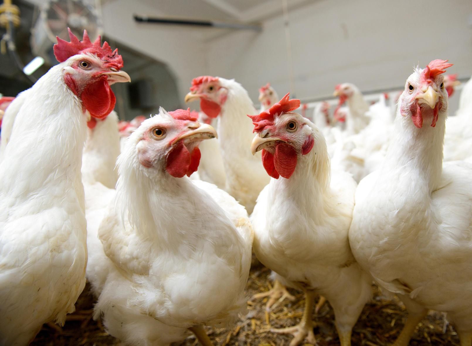 Споживчі ціни на курятину залишаються стабільно найнижчими, – Союз птахівників України