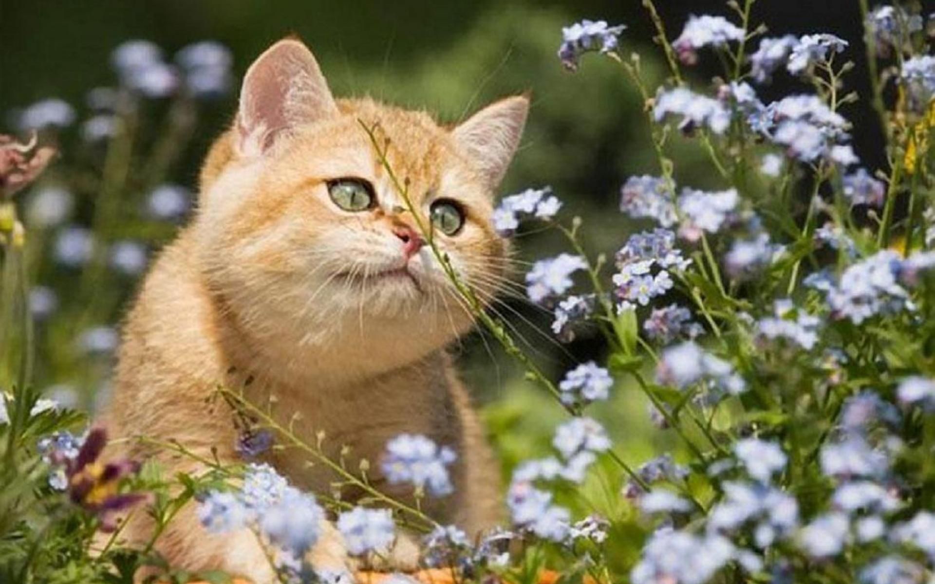 Хорошего весеннего дня смешные картинки. Котики летом. Кошка лето. Котенок в цветах.