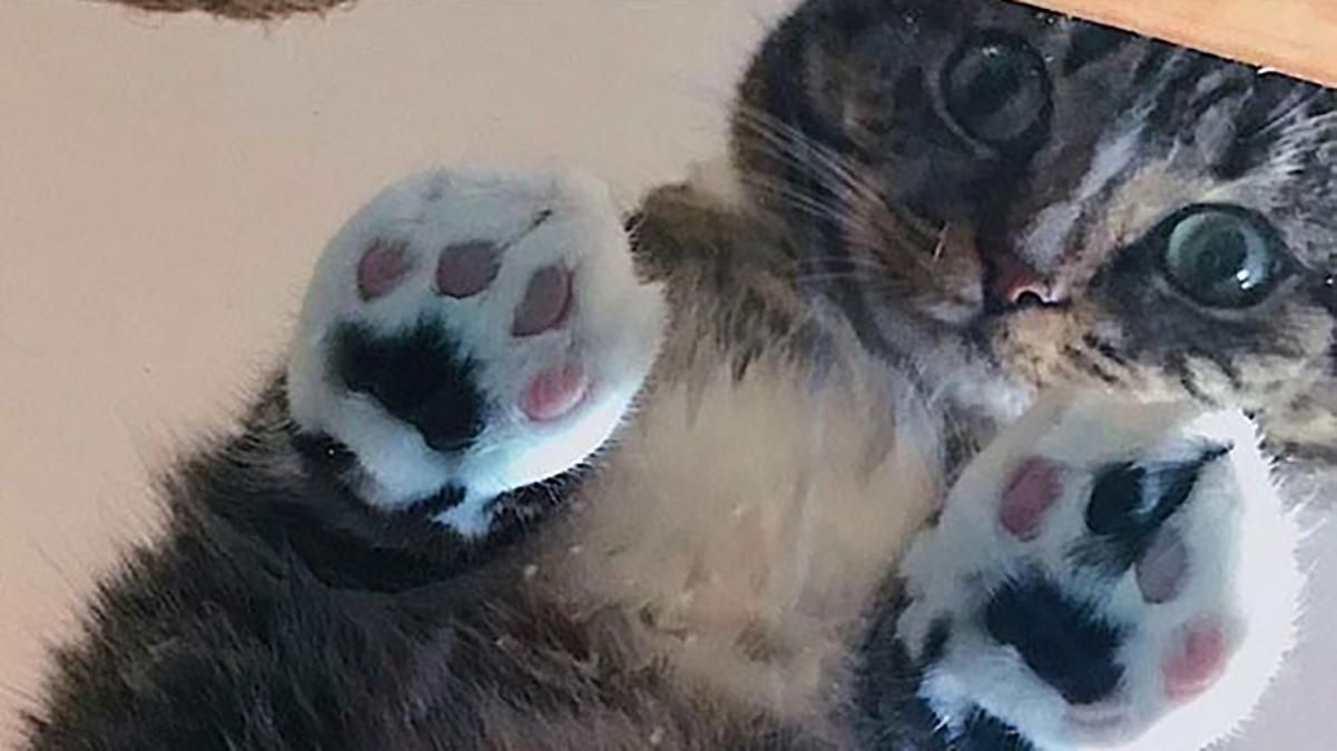 Коти показали, навіщо людям скляні поверхні: кумедна фотопідбірка для гарного настрою Коти показали, навіщо людям скляні поверхні: кумедна фотопідбірка для гарного настрою