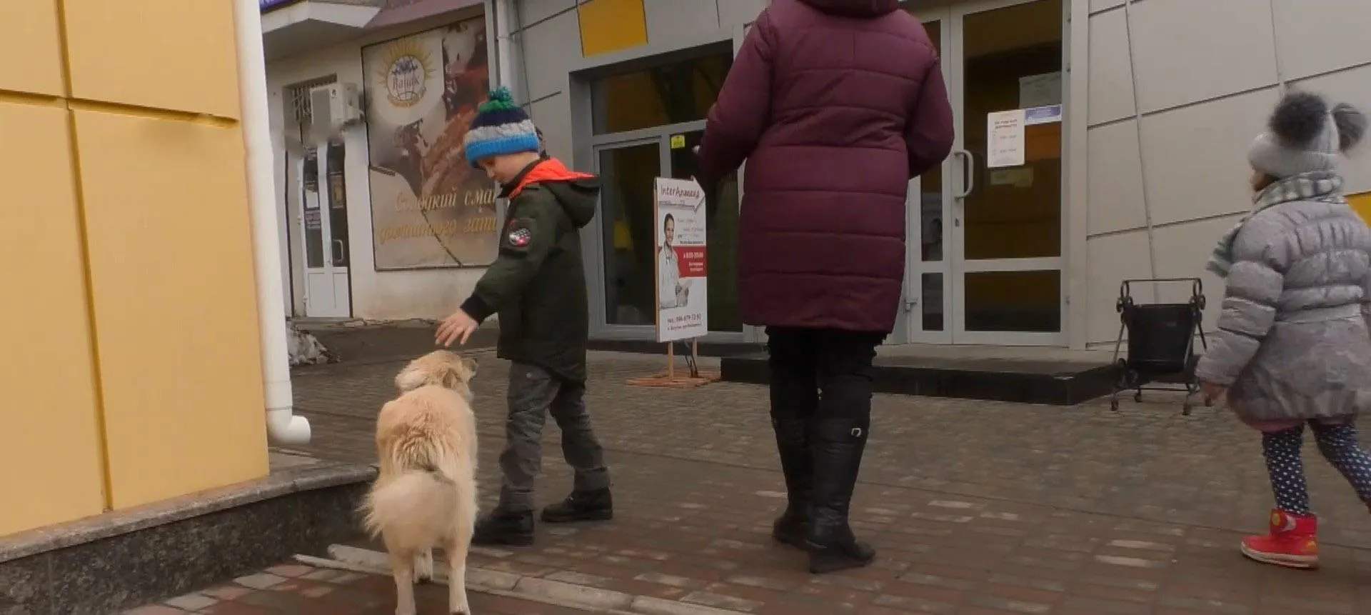 Отруєння собак на Черкащині