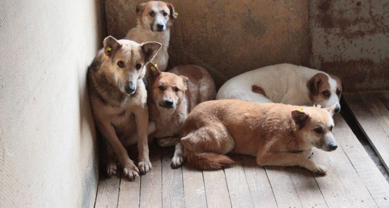 Неизвестные отравили более 50 собак в Черкасской области