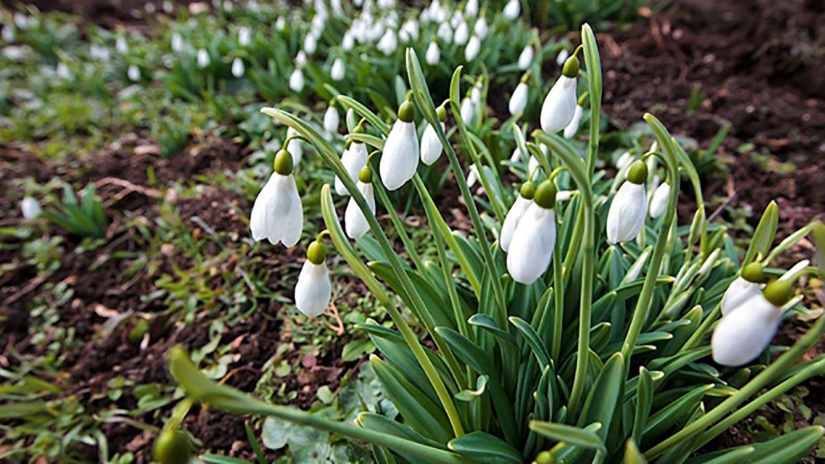 Погода 8 марта 2019 Украина - прогноз погоды от синоптика Погода 8 марта 2019 Украина - прогноз погоды от синоптика