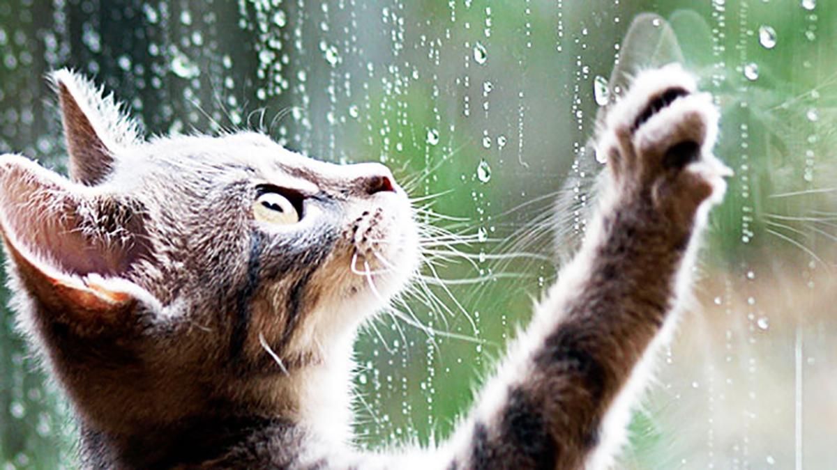 Погода 10 березня 2019 Україна - прогноз погоди від синоптика Погода 10 березня 2019 Україна - прогноз погоди від синоптика