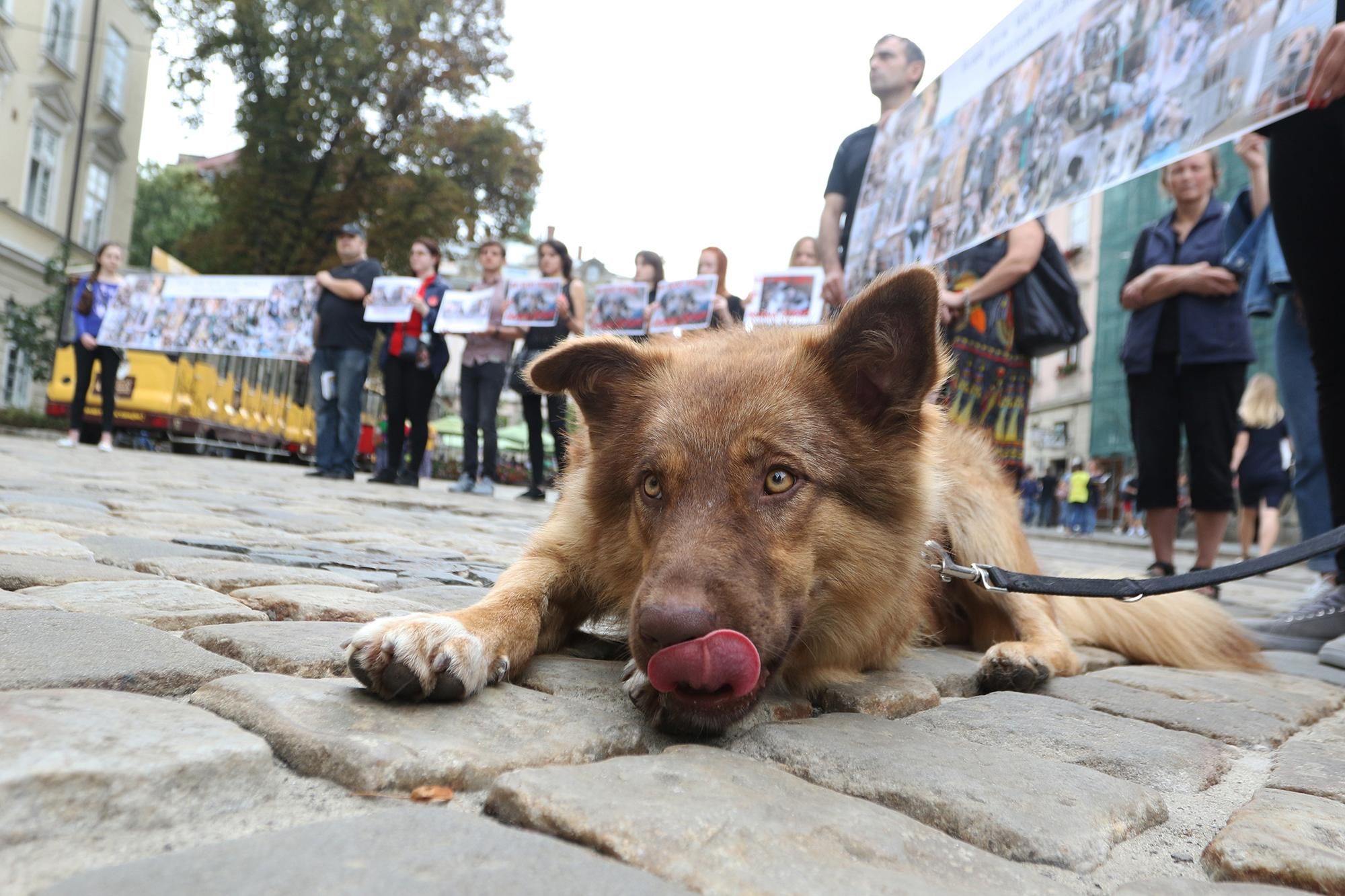У новій редакції програми "Самопомочі" буде окрема частина, присвячена захисту тварин, – Садовий У новій редакції програми "Самопомочі" буде окрема частина, присвячена захисту тварин, – Садовий