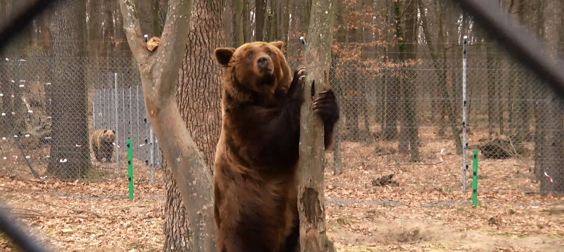 Ведмедиця, на яку жорстоко цькували собак, отримала новий дім: зворушлива історія порятунку 