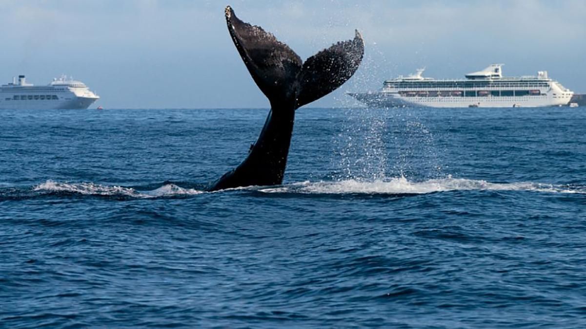 Неподалік берегів Японії пором зіткнувся з китом: 80 постраждалих