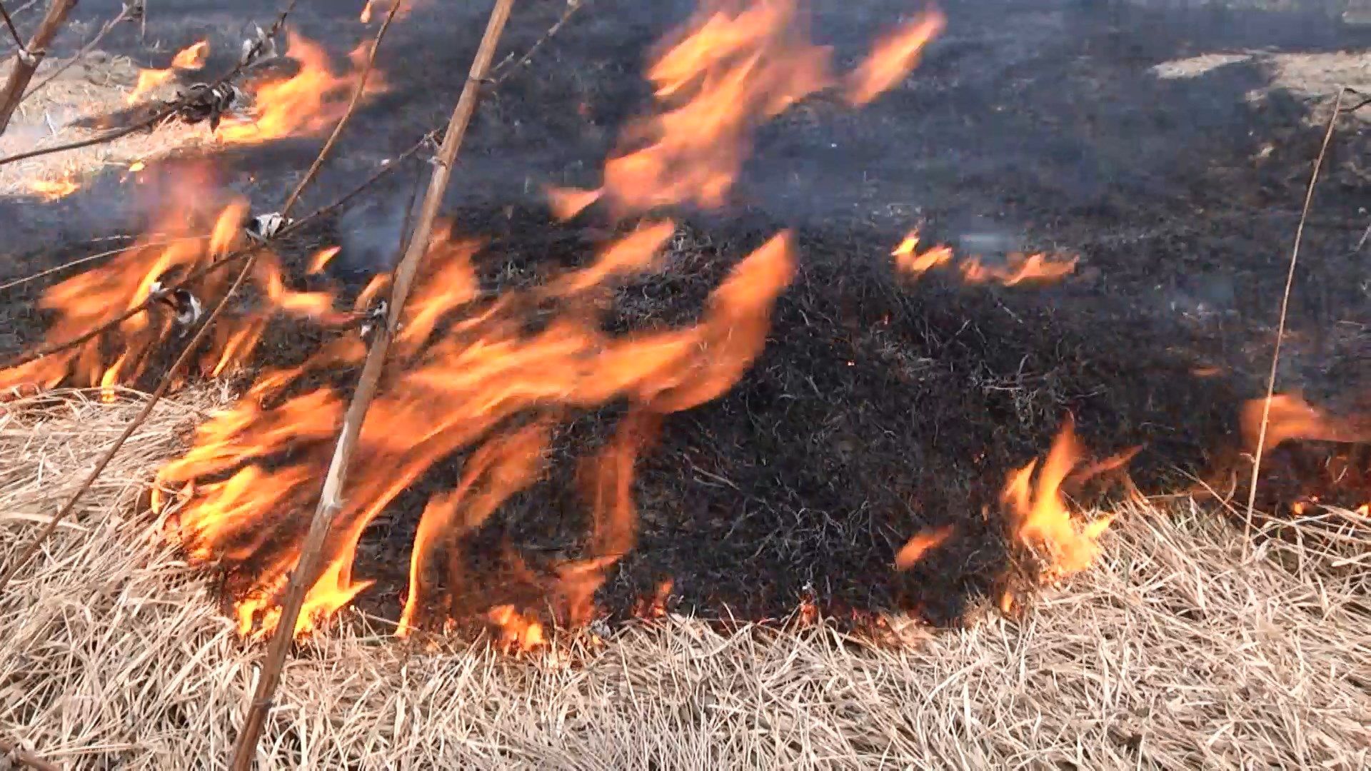 Почему нельзя сжигать стерню: непоправимые последствия для природы и здоровья человека Почему нельзя сжигать стерню: непоправимые последствия для природы и здоровья человека