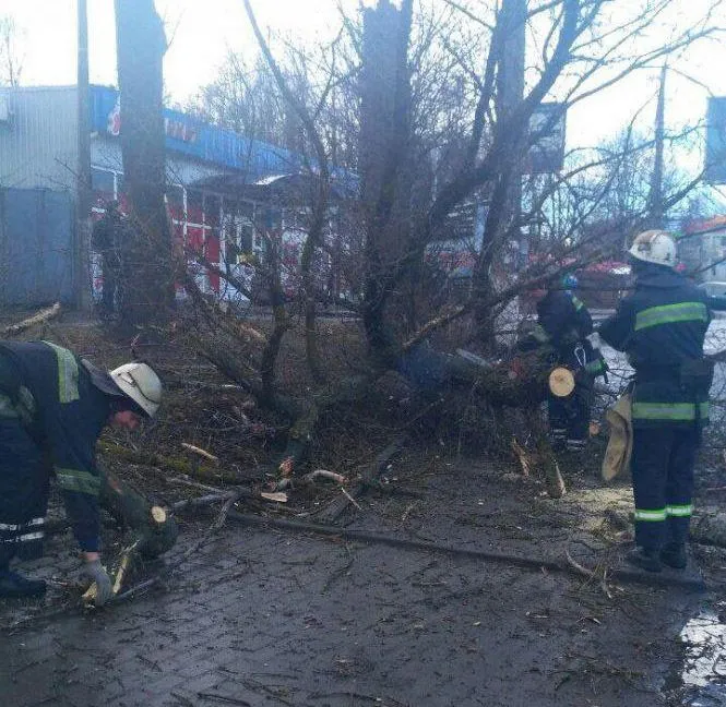 Дерево впало на дитину у Вінниці