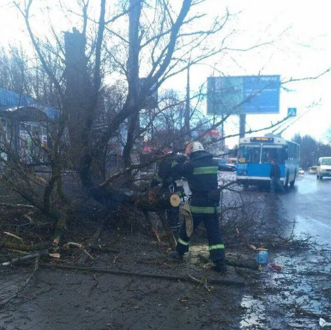 Дерево впало на дитину у Вінниці