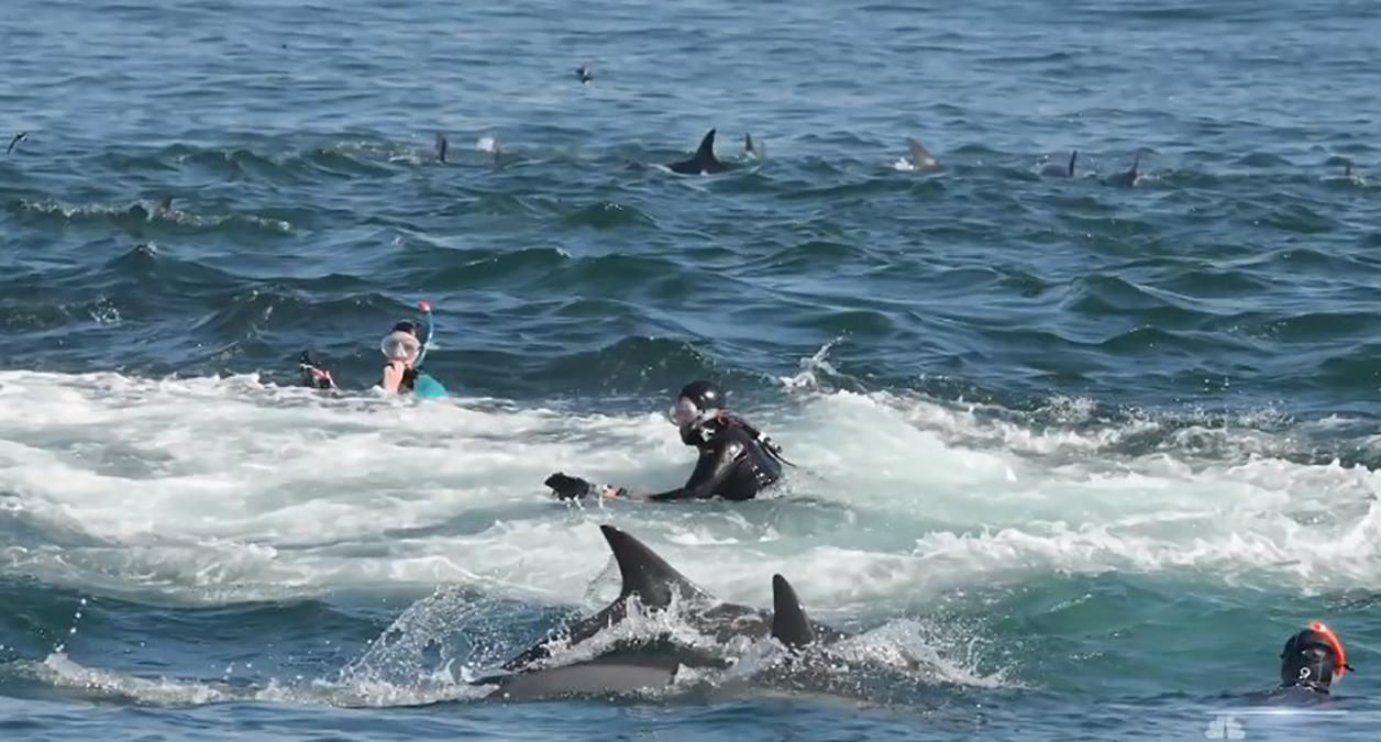 Кит проглотил дайвера, но сразу же выплюнул его обратно в океан: фото Кит проглотил дайвера, но сразу же выплюнул его обратно в океан: фото