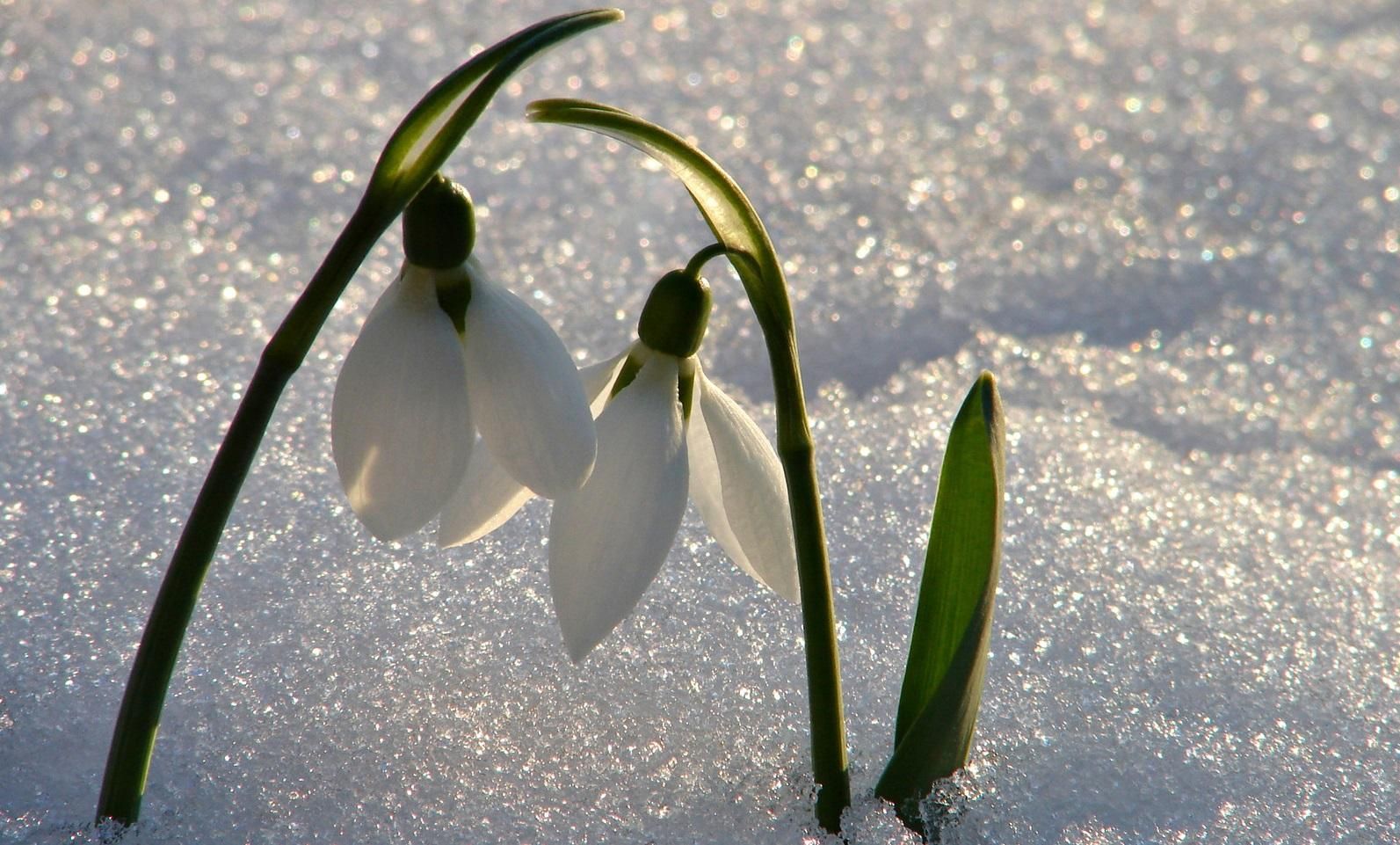 Погода 12 березня 2019 Україна - прогноз погоди від синотика Погода 12 березня 2019 Україна - прогноз погоди від синотика