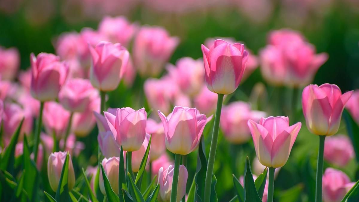 Погода 13 марта 2019 Украина - синоптик обещает снова весну Погода 13 марта 2019 Украина - синоптик обещает снова весну