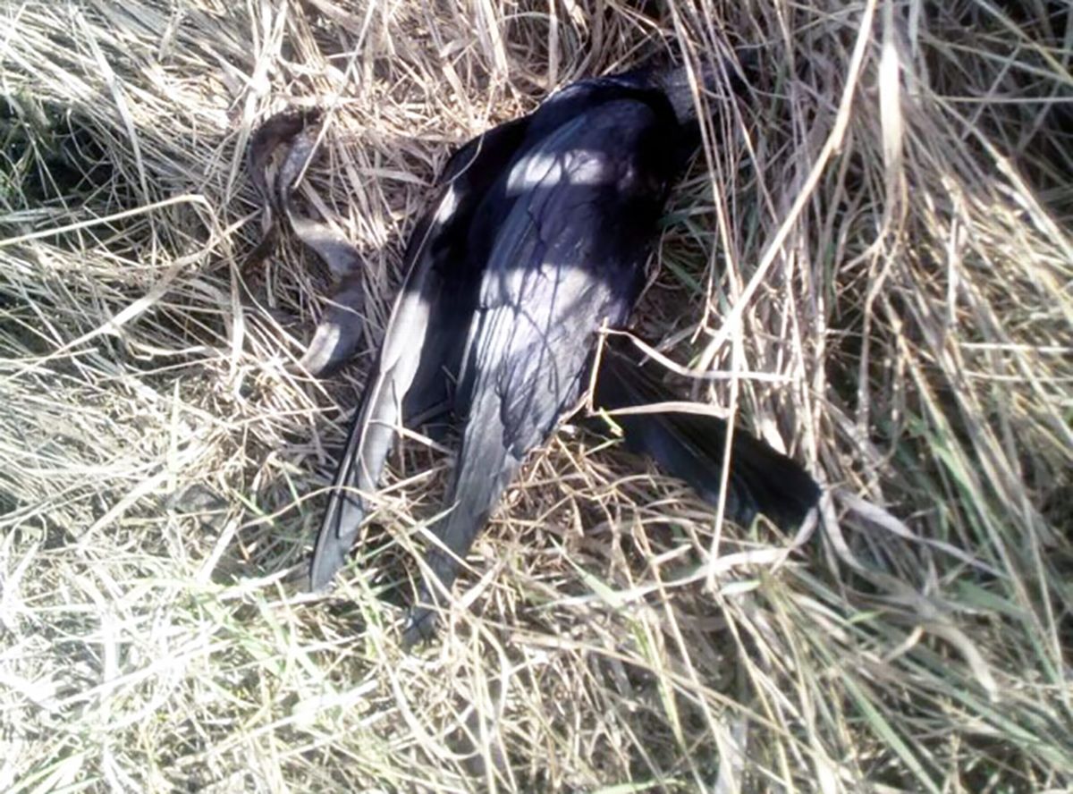 На Запоріжжі масово гинуть птахи, лисиці та собаки На Запоріжжі масово гинуть птахи, лисиці та собаки