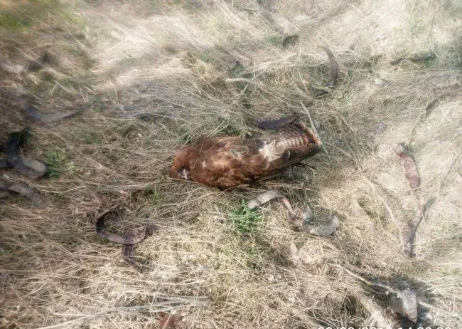 Запоріжжя Кирилівка птахи загибель отруєння