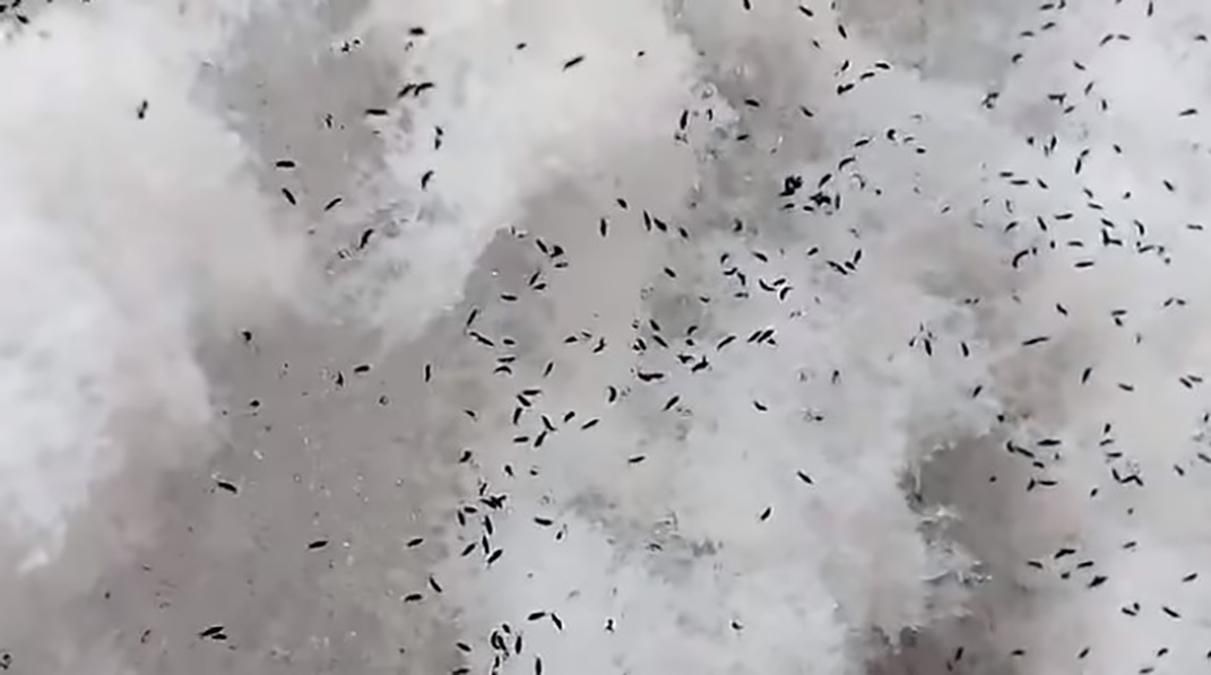 У Росії випав сніг з блохами: фото та відео У Росії випав сніг з блохами: фото та відео