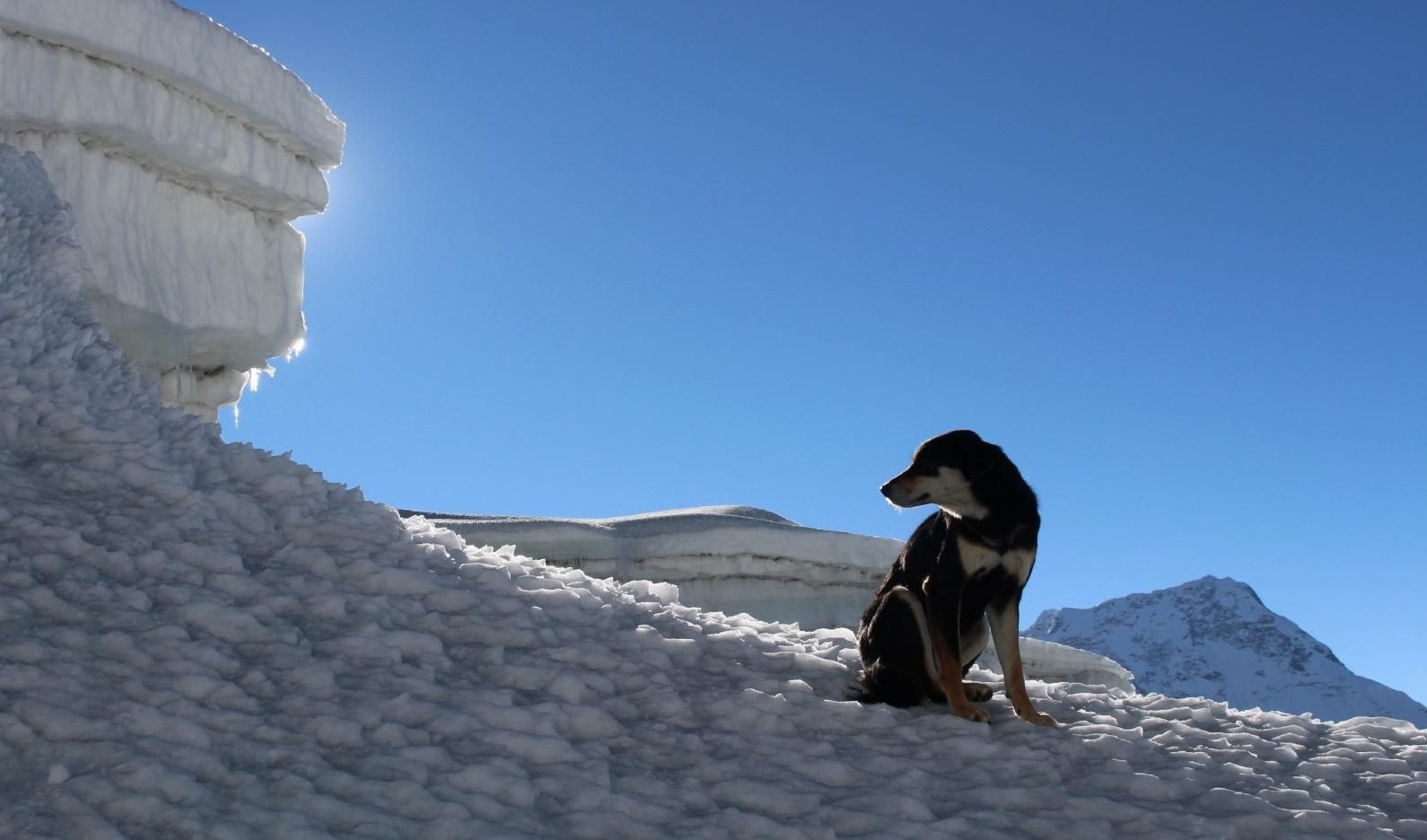  У Непалі бродячий пес приєднався до експедиції і підкорив вершину у понад 7 тисяч метрів: фото