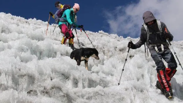 собака Непал гори Гімалаї