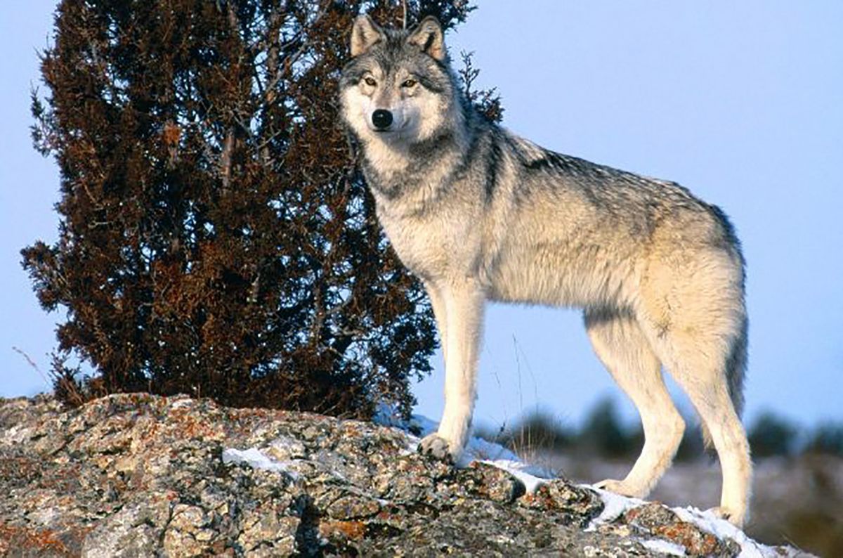 Вовки можуть товаришувати з людьми, як собаки, але не хочуть, – дослідження Вовки можуть товаришувати з людьми, як собаки, але не хочуть, – дослідження