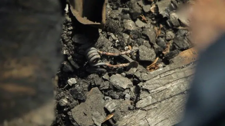 пожежу в вікторії табір пожежу в вікторії табір