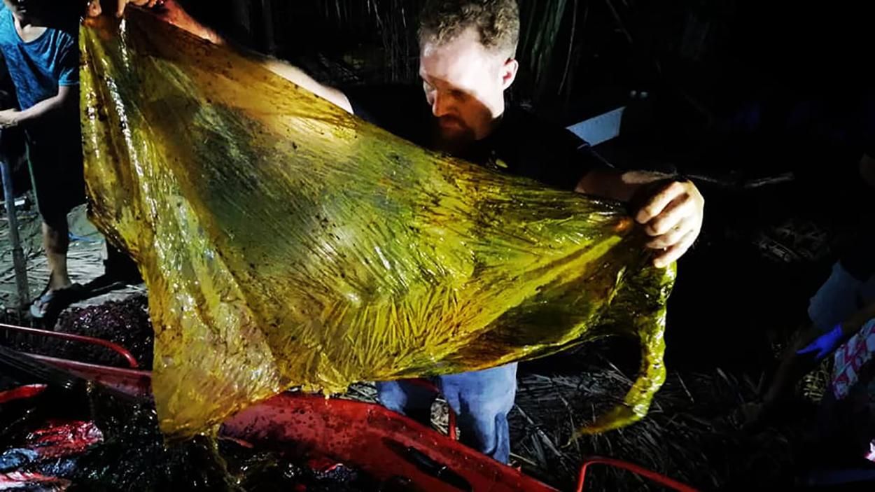 В желудке мертвого кита нашли 40 килограммов полиэтилена: фото 18+