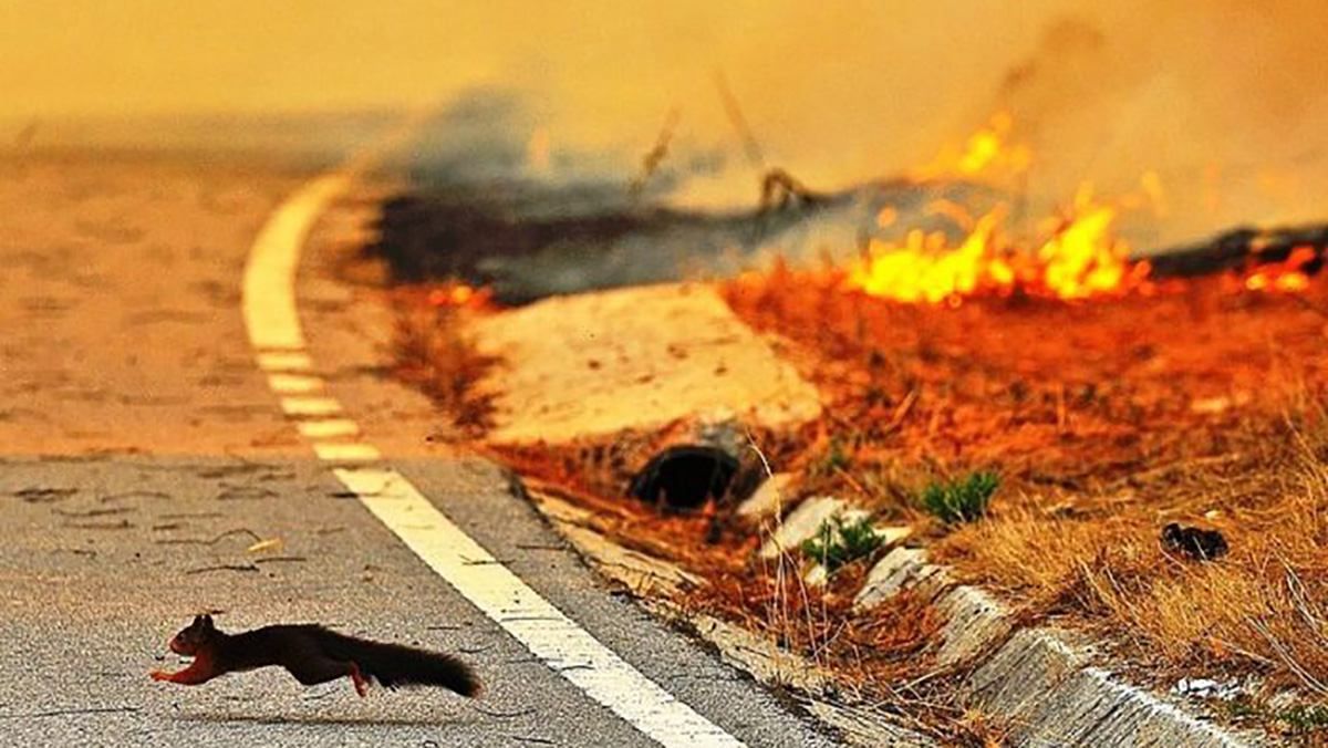 В Польше в результате сжигания травы погиб человек
