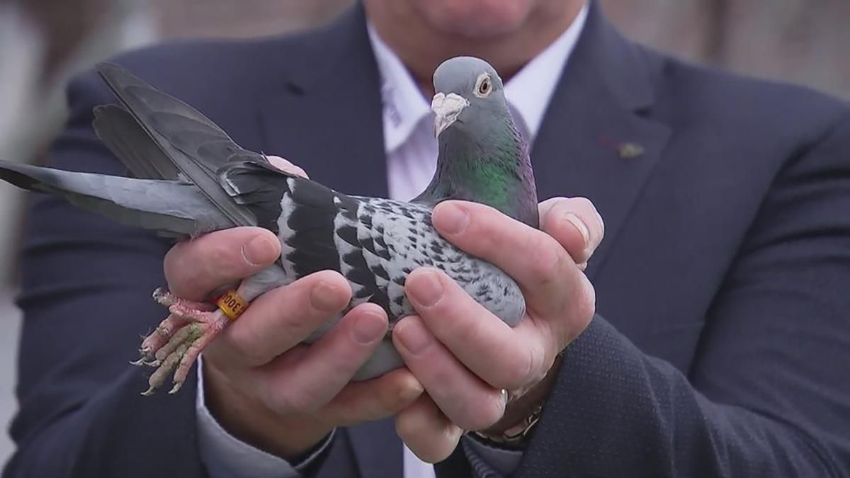 Китаєць купив на аукціоні голуба за майже півтора мільйона доларів