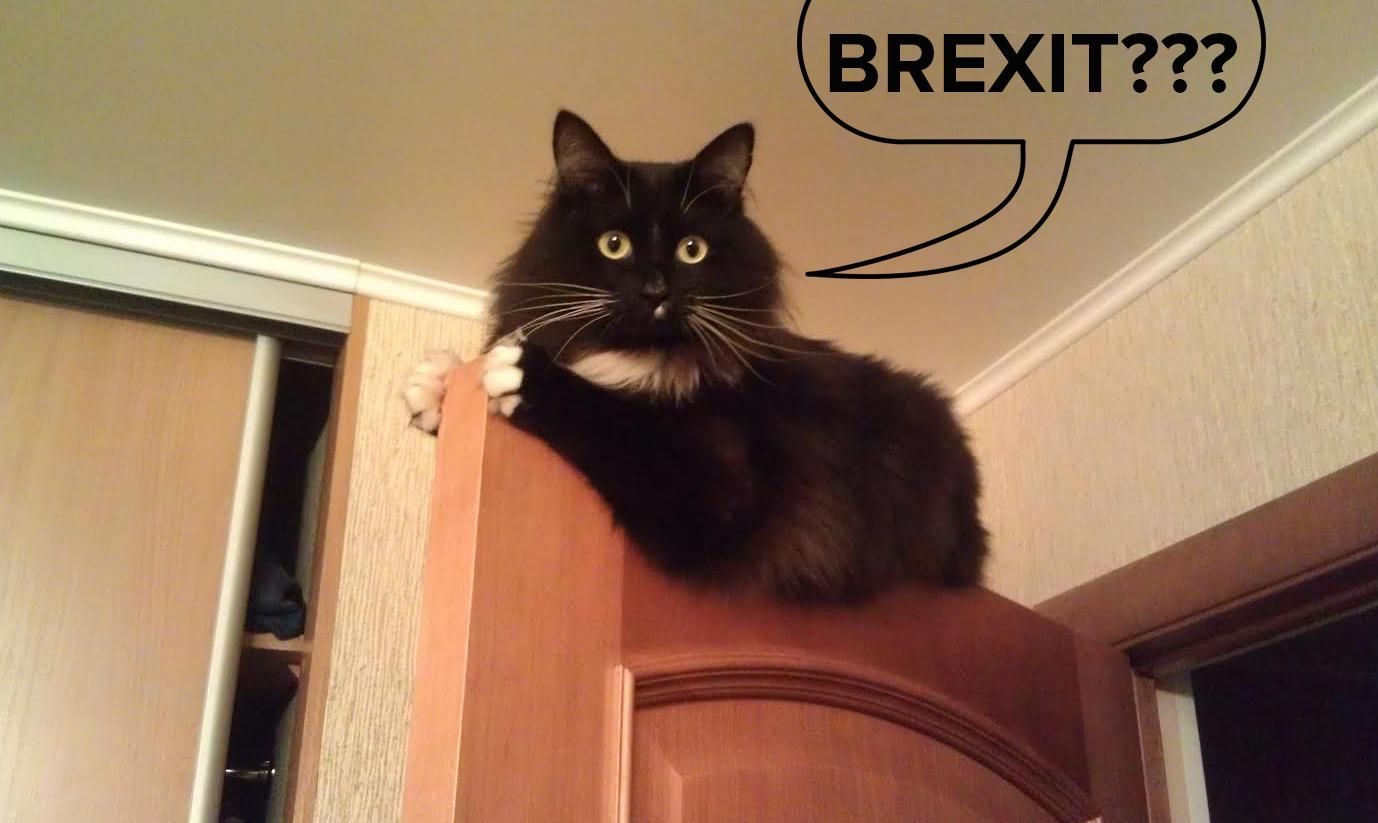 Французька міністерка назвала свого кота Brexit – надто нерішучий