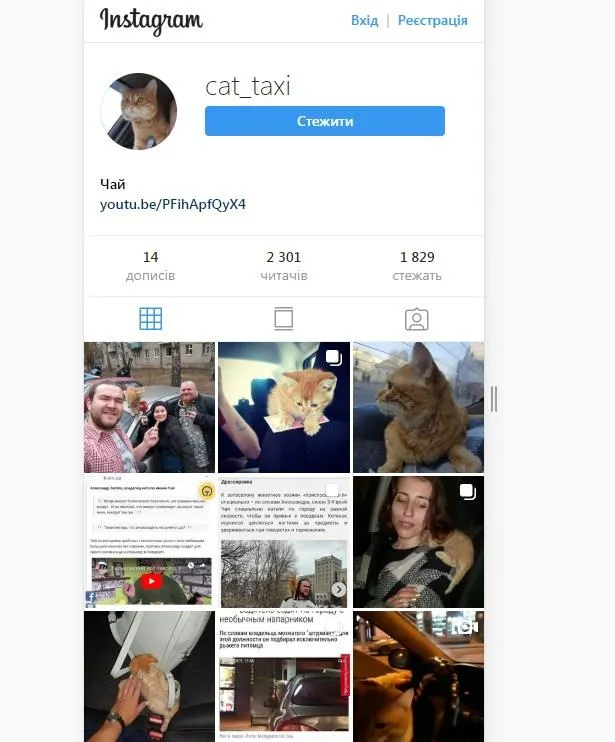 Інстаграм-сторінка кота Чая Інстаграм-сторінка кота Чая