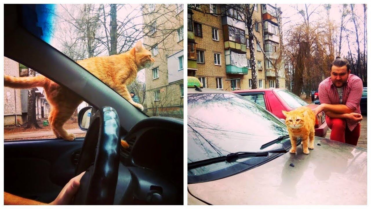 Уникальное такси в Харькове: вместе с водителем на вызов приезжает кот –  милые фото - Харьков