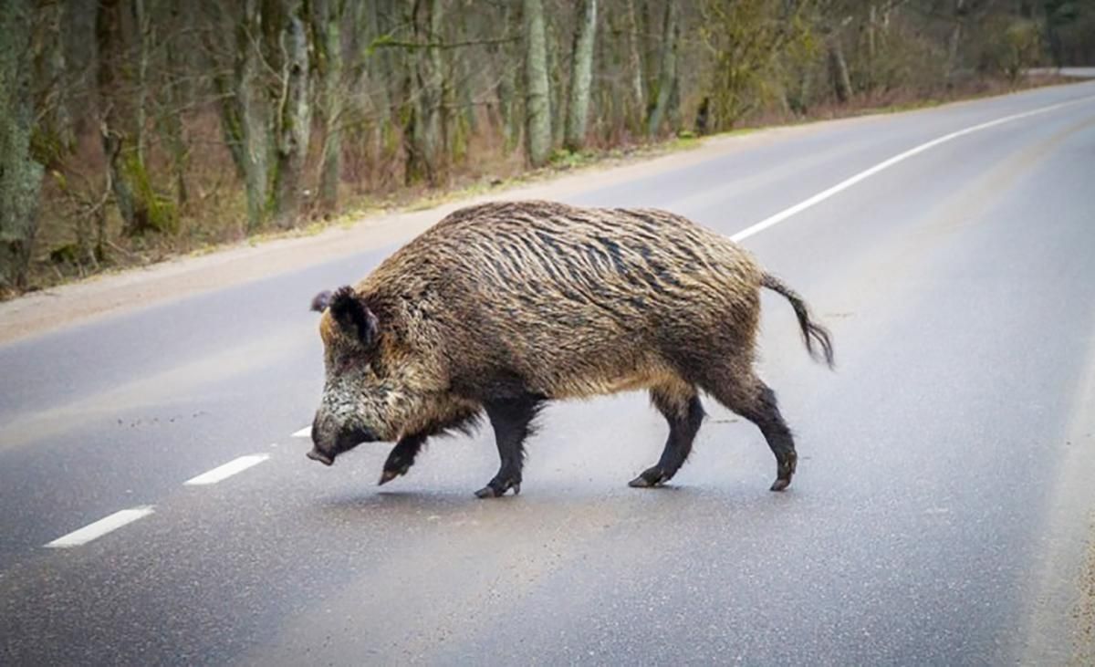 Стадо диких кабанів спровокували аварію під Львовом: фото 18+ Стадо диких кабанів спровокували аварію під Львовом: фото 18+