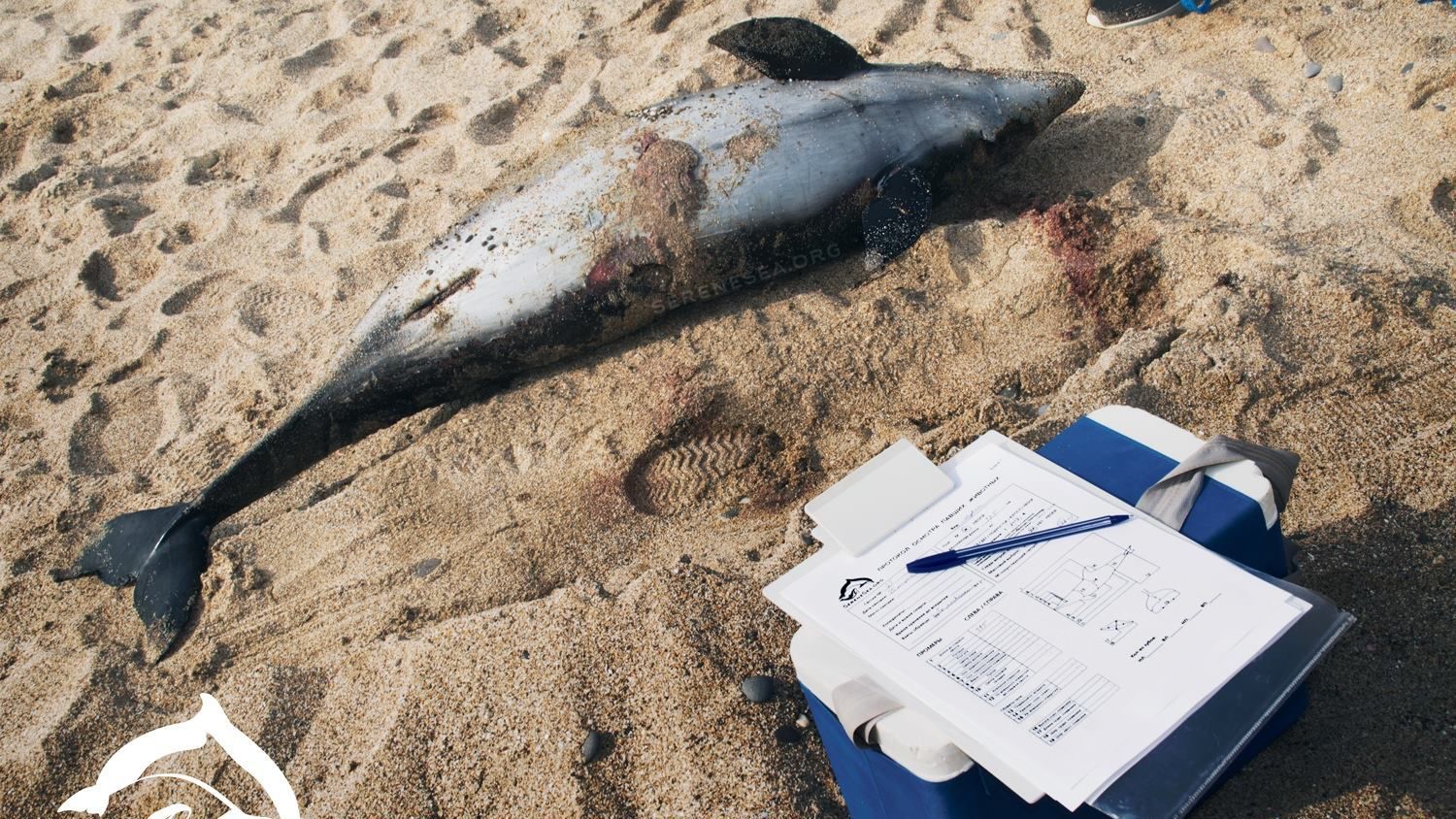 За два дня на берегах оккупированной Евпатории нашли 16 мертвых дельфинов: ужасные кадры