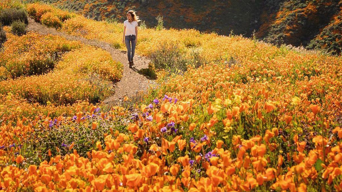 В США расцвели маки, которые цветут только раз в 10 лет: зрелищные фото со спутника В США расцвели маки, которые цветут только раз в 10 лет: зрелищные фото со спутника