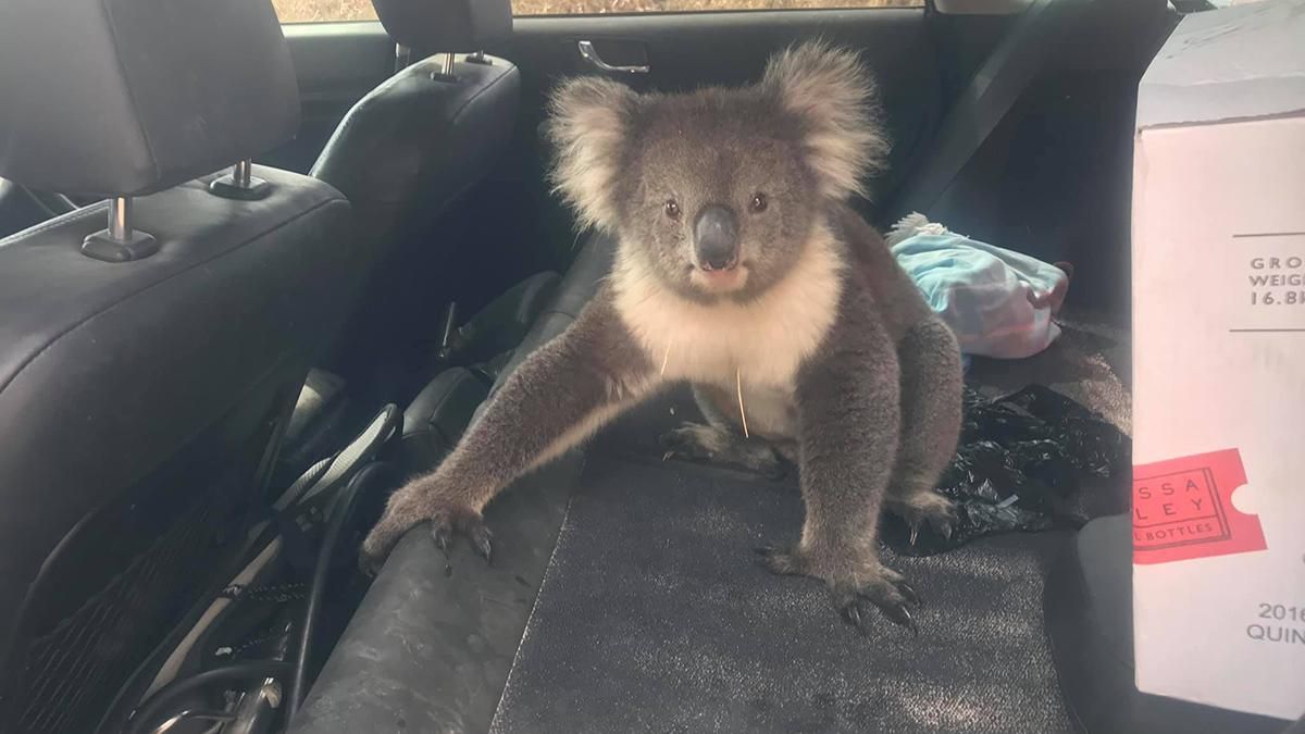 Коала залезла в авто австралийца, чтобы насладиться кондиционером: курьезное видео Коала залезла в авто австралийца, чтобы насладиться кондиционером: курьезное видео