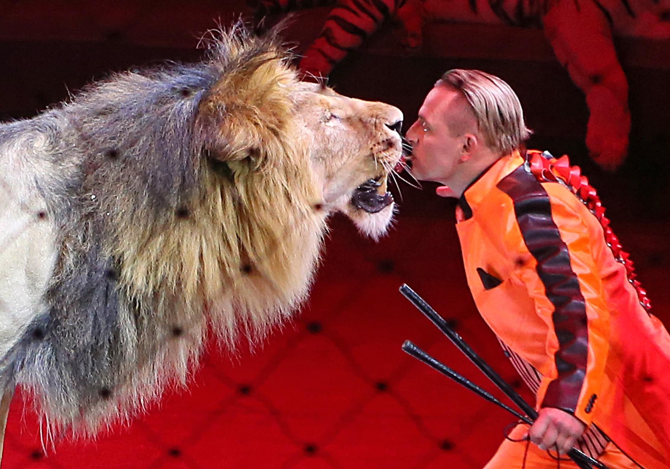 Цирк без тварин: що означає заборона використання звірів у шапіто