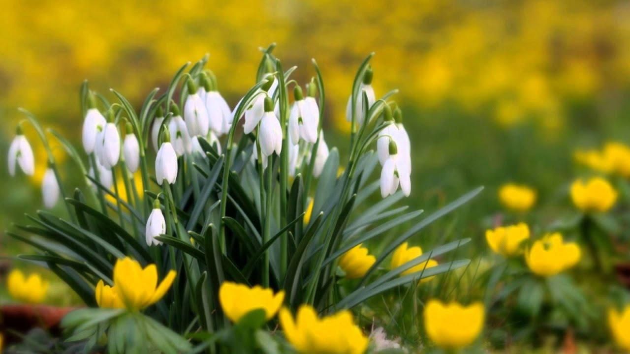Погода 25 березня 2019 Україна - прогноз погоди від синоптика Погода 25 березня 2019 Україна - прогноз погоди від синоптика
